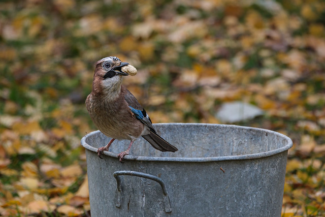 Oak Jays love to shell their own peanuts