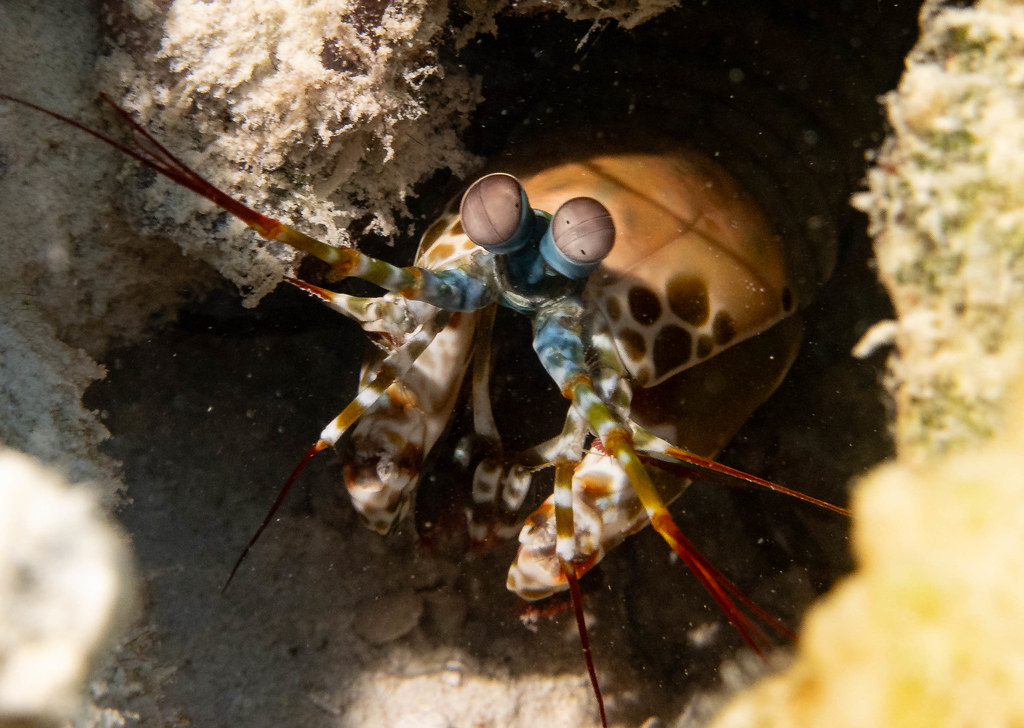 Mantis shrimp playing peek-a-boo #marineexplorer