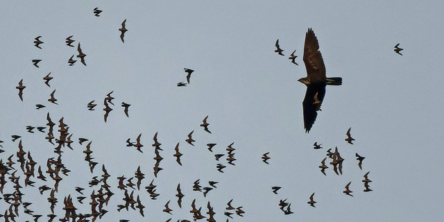 Alcin des chauves-souris - Bat Hawk