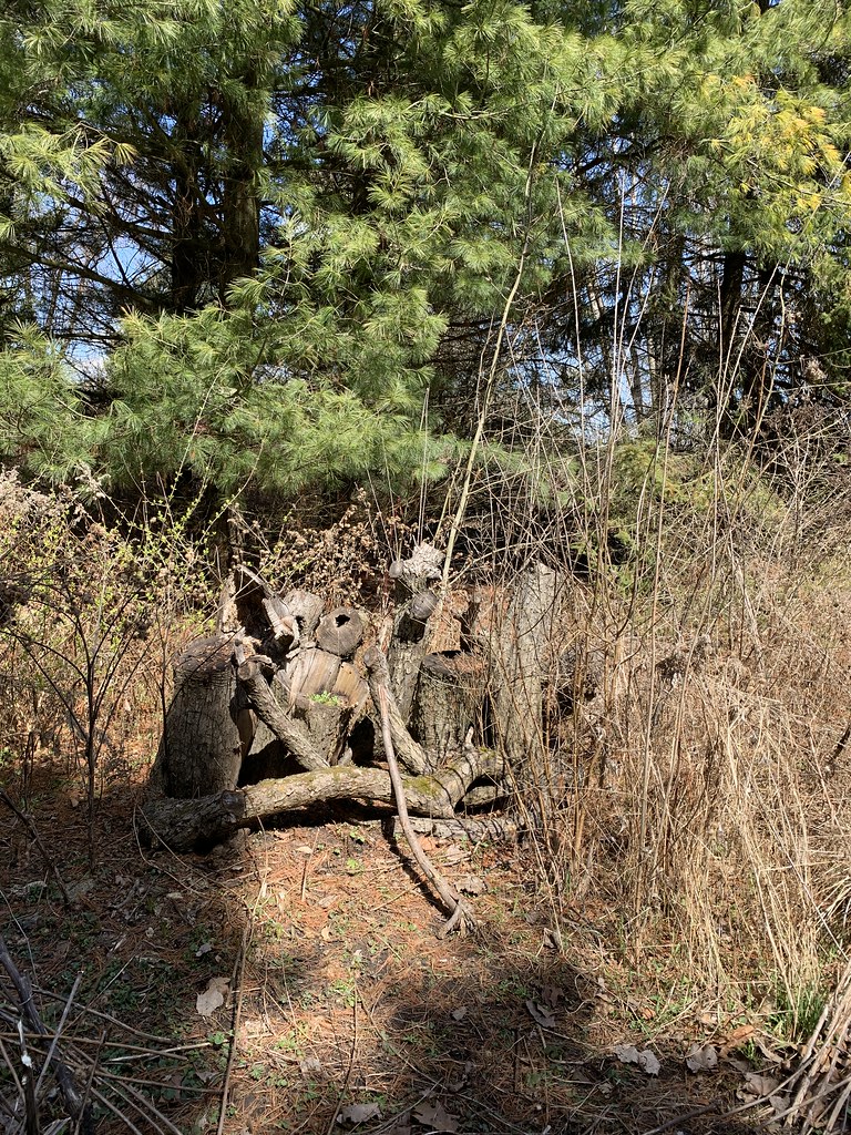 “Beautiful logs the beautiful remains of the cutdown apple trees in the old apple orchard on the the waterfront trail of Lake Ontario in squires beach , Martins photographs , Ajax , Ontario , Canada , April 10. 2024”