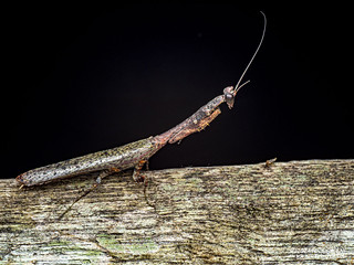 Flower mantis (Phyllothelyini) - P3102786