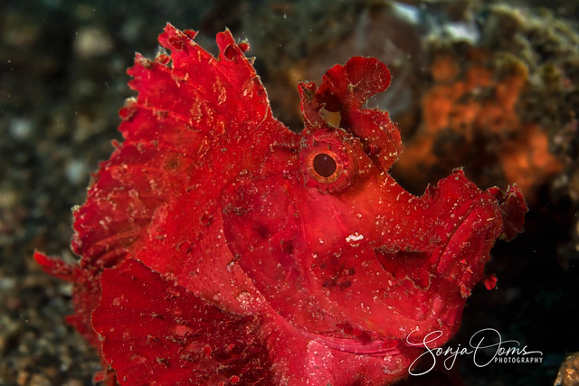 Paddle-flap scorpionfish