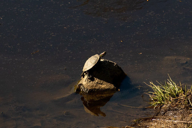 Red-Eared Slider Turtle 5229