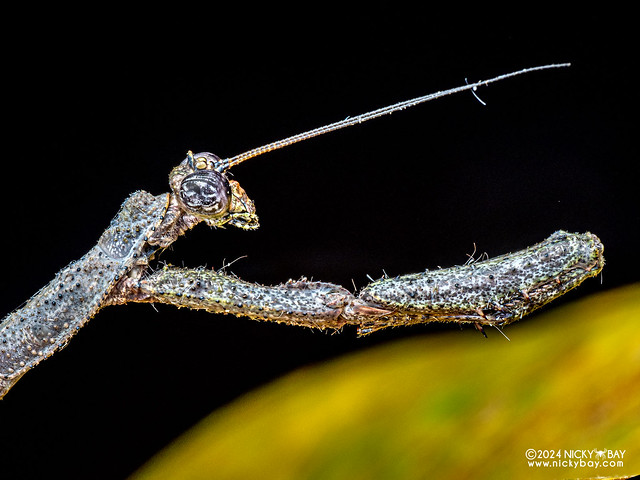 Twig mantis (Ambivia undata) - P3103794