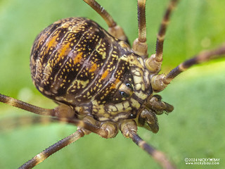 Harvestman (Sclerosomatidae) - P3102607