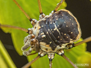 Harvestman (Sclerosomatidae) - P3102588