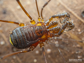 Harvestman (Epedanidae) - P3102567