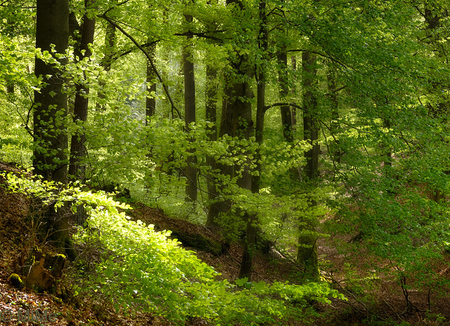 Frühlingsgrün im Pfälzerwald
