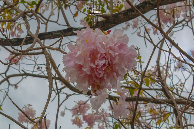 April Season of Poui Flower