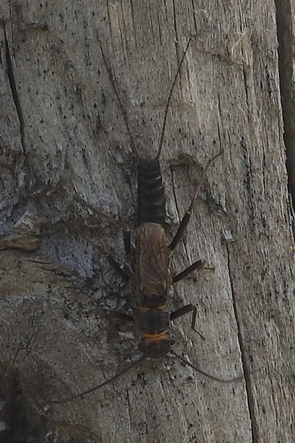 cf male Orange-striped Stonefly Perlodes mortoni perlodidae