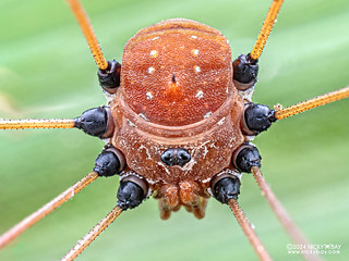 Harvestman (Gagrellinae) - P3115150