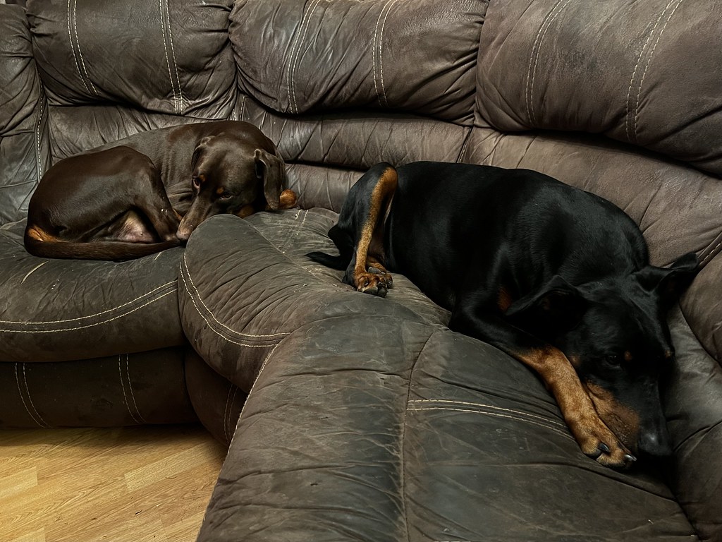 Two Relaxed Dobies