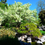Blossoming tree, Chinese Garden A  tree in full blossom, Garden of Flowing Fragrance