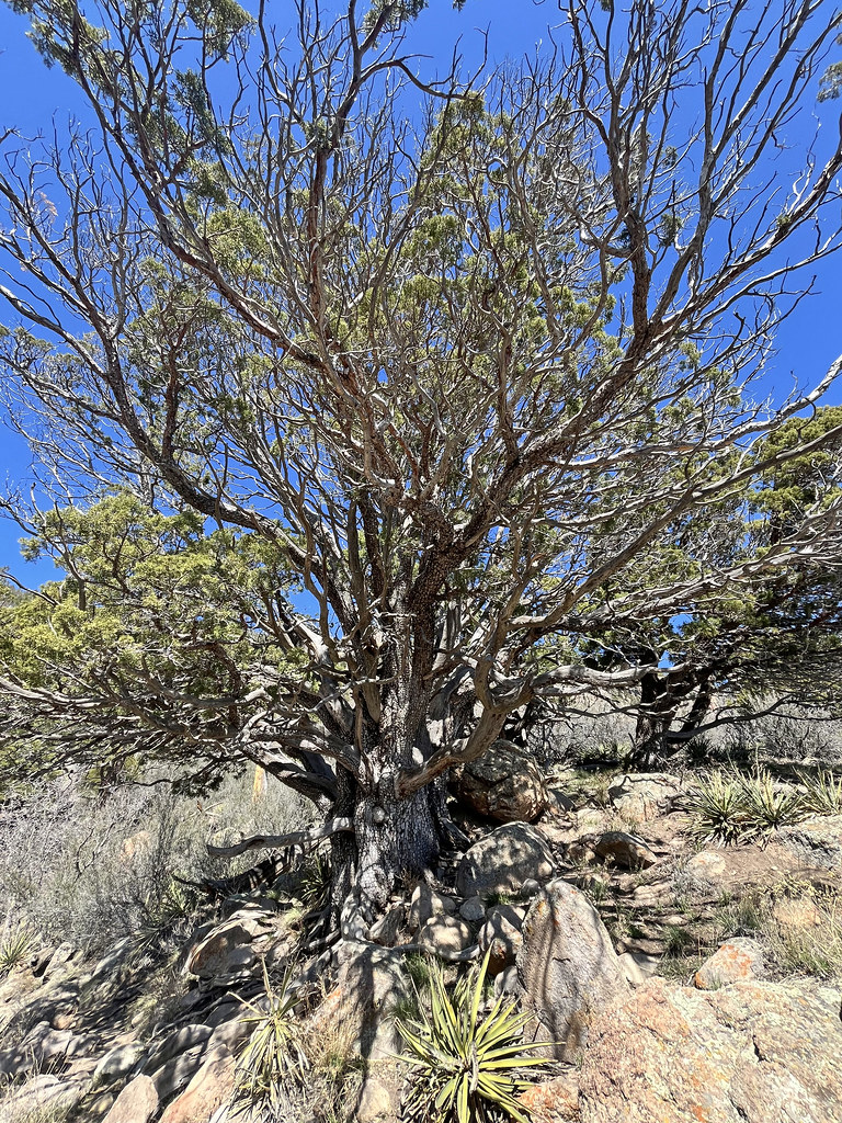 Christmas Tree, near Run Through The Decades 6K/7K/8K/Half - Flagstaff