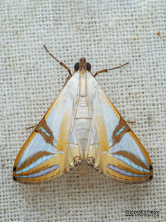 Pearl moth (Talanga sabacusalis) - P3125888
