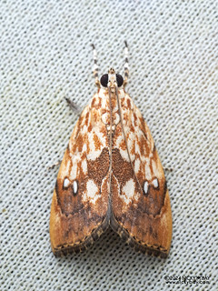 Snout moth (Crocidolomia sp.) - P3115157
