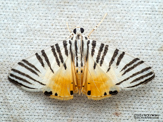 Pearl moth (Dichocrocis cf. zebralis) - P3103554