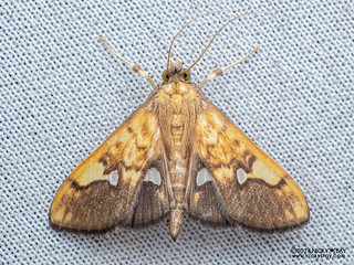 Pearl moth (Nosophora cf. semitritalis) - P3103108