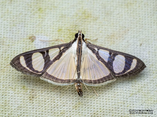 Pearl moth (Glyphodes quadrimaculalis) - P3092409
