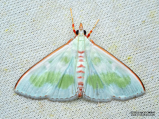 Pearl moth (Arthroschista tricoloralis) - P3092278