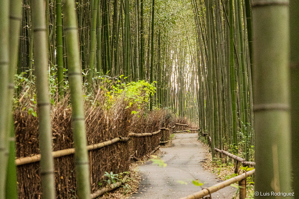 Bosque de bamb&uacute; de Arashiyama, un lugar t&iacute;pico en un primer viaje