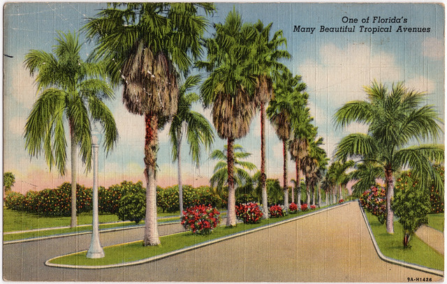 One of Florida's Many Beautiful Tropical Avenues