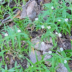 20230712_103411 Sticky-Starwort, Tuber starwort (Pseudostellaria jamesiana), Pink family (Caryophyllaceae).
Red Pine Lake Trail, Big Cottonwood Canyon, Utah.
