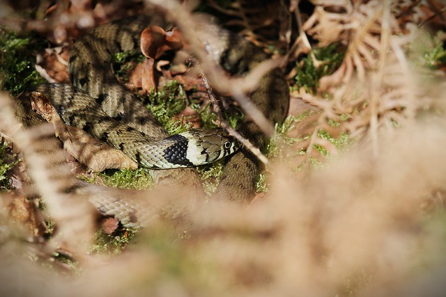 Sussex grass snake