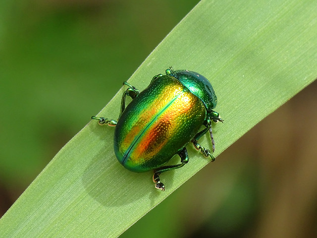 Tansy Beetle (Chrysolina graminis)
