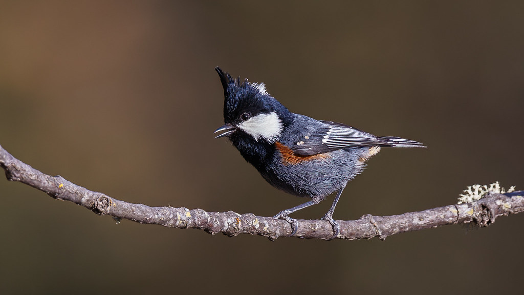 A Coal Tit foraging on the steep slopes
