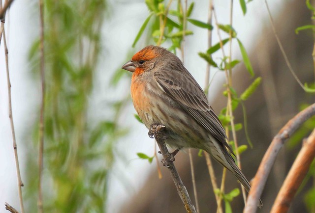 Male Finch in Willow Tree