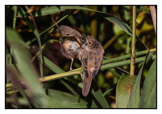 Reed Warblers (Juvenile) - (Acrocephalus scirpaceus) 2 clicks for zoom