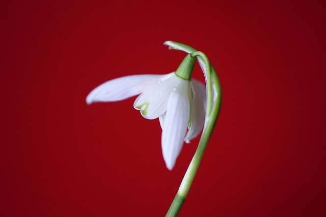 Lumikelluke. Galanthus