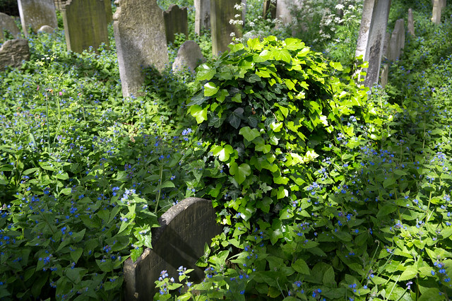 DSC_4720 Bunhill Fields Dissidents Cemetery City of London Why did the Ivy choose this one Gravestone?