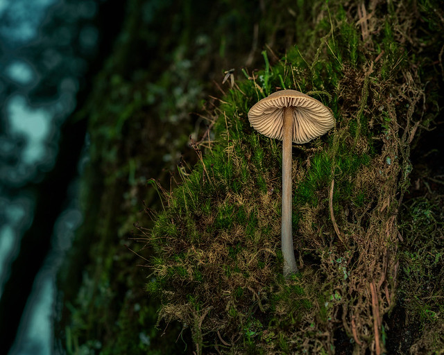 Mushroom on the side of a Fir tree