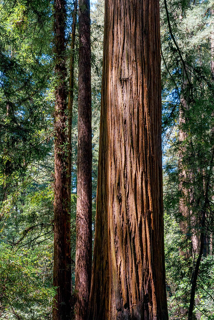 Redwood at Henry Cowell State Park