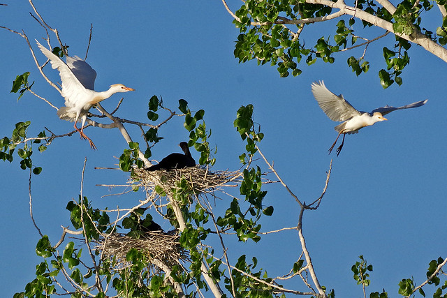 Western Cattle Egrets arriving at the night roost which they share with nesting Neotropic Cormorants. Tingley Beach Park. Albuquerque, New Mexico, USA.