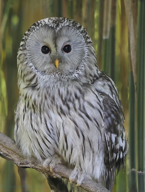 oasi ural owl