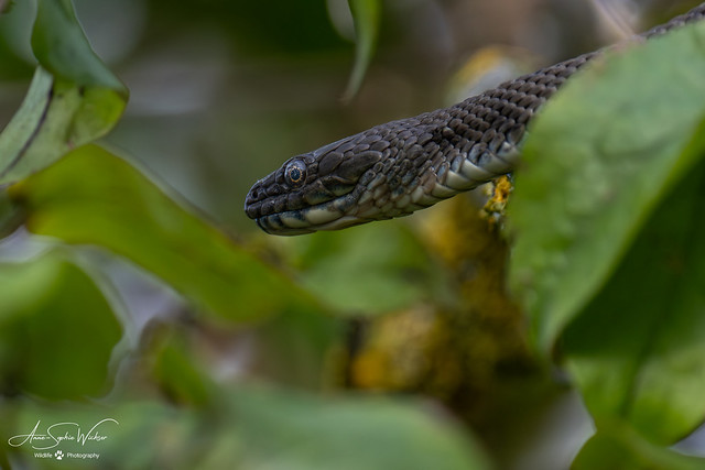 Couleuvre tesselée / Dice Snake