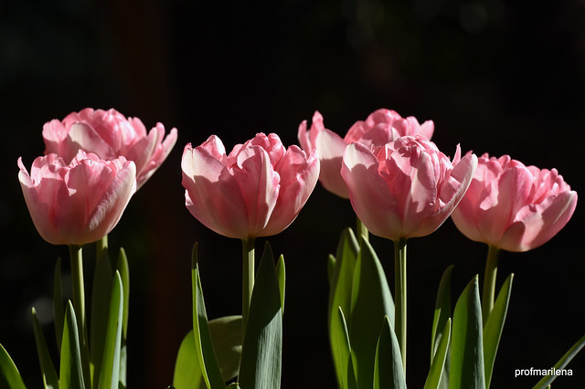 DSC_6383  6 pink  tulips