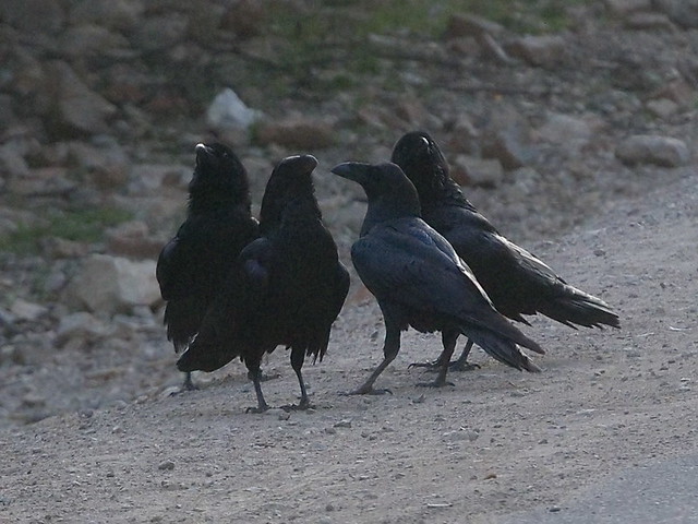 Kolkrabe (Corvus corax) (2)