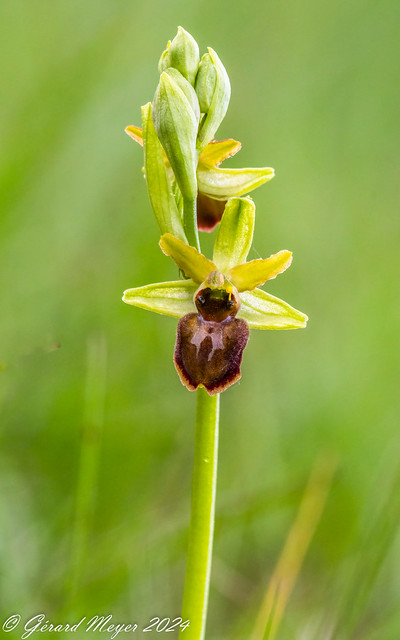Ophrys araignée.