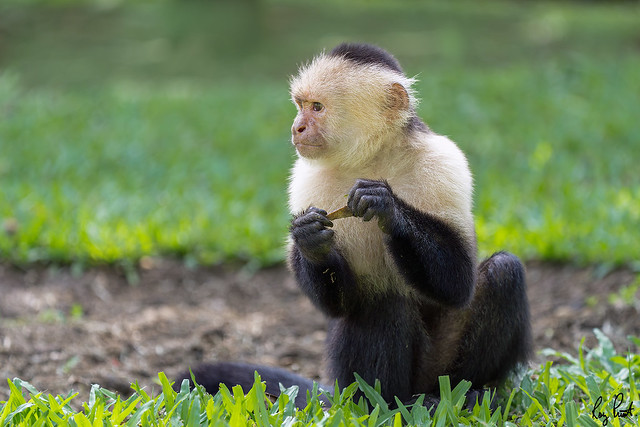 White-throated Capuchin