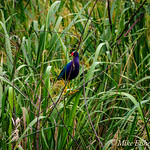Bird In The Grass Purple gallinule perched on a stalk of southern wild rice in Creekfield Lake, Brazos Bend State Park