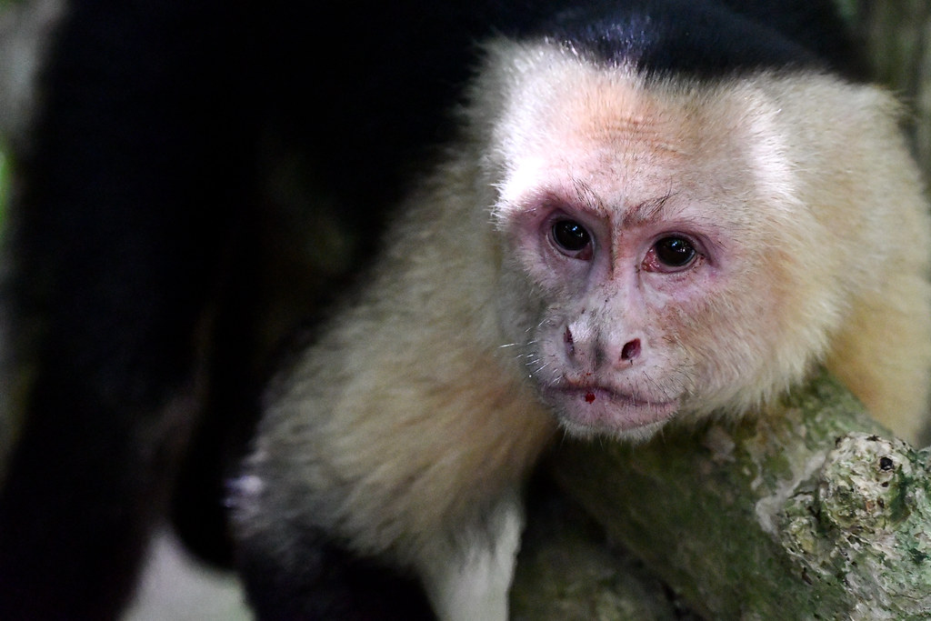 White-faced Capuchin - Manuel Antonio National Park, Costa Rica.