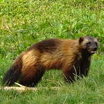 Wolverine Michigan&#039;s nickname is The Wolverine State, even though wolverines aren&#039;t native to these peninsulas. I&#039;ve heard various stores about how the state got the nickname. 