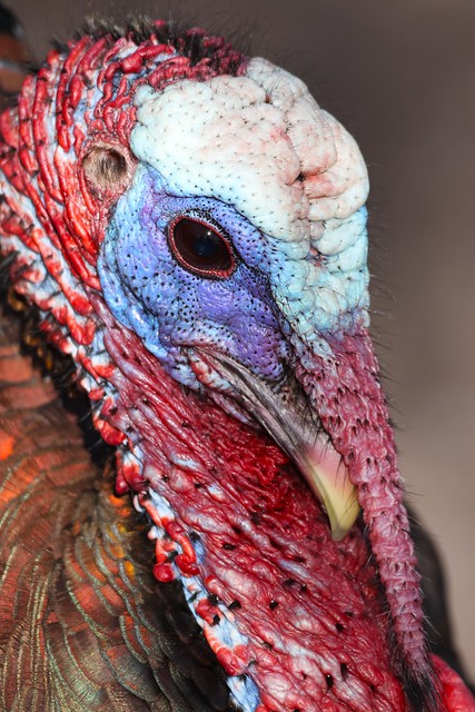 The colours of the Wild Turkey