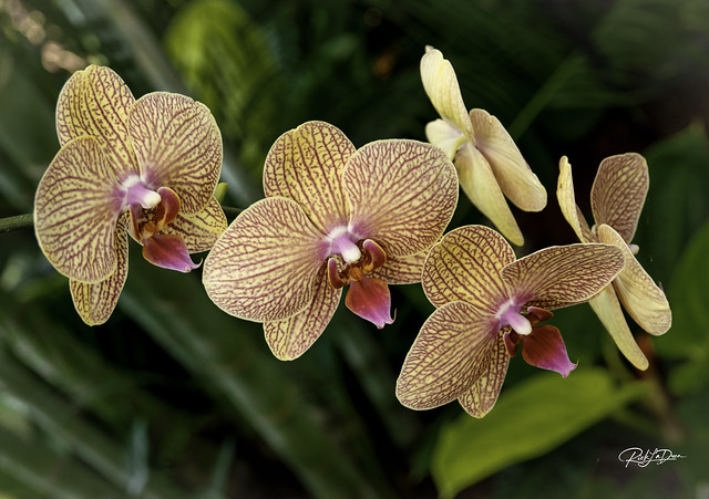 Three Orchids