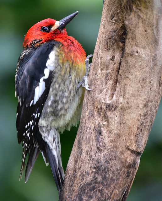 April 15, 2024: Red-Breasted Sapsucker