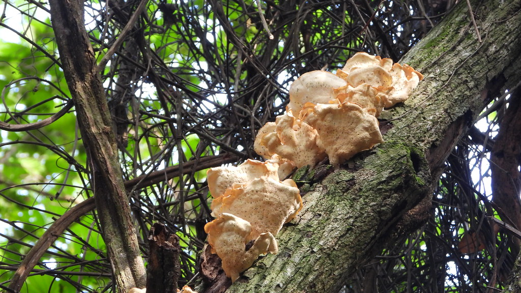Cogumelos - Mushrooms
